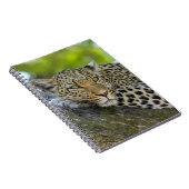 Resting Leopard Notitieboek (Rechterzijde)