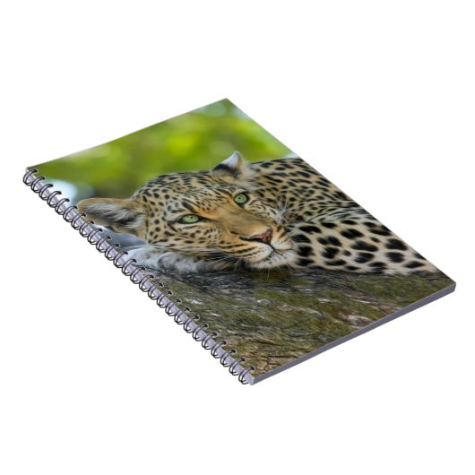 Resting Leopard Notitieboek (Rechterzijde)