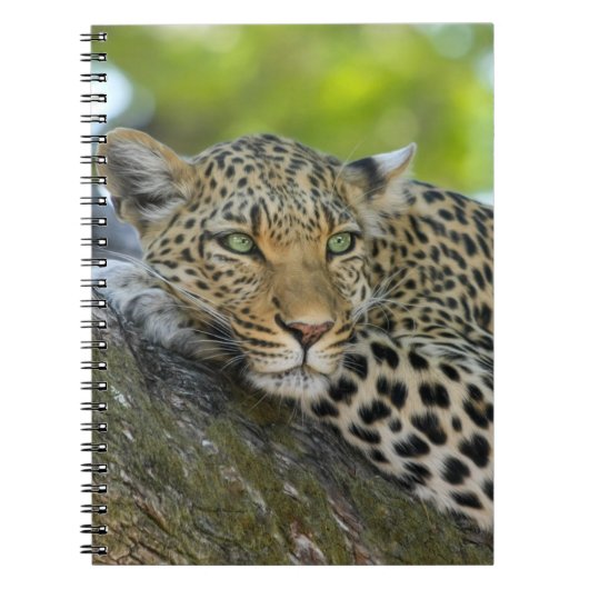 Resting Leopard Notitieboek (Voorkant)