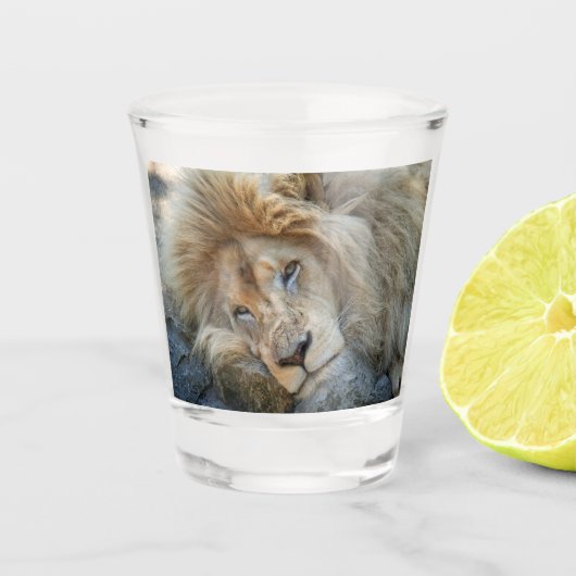 Resting Lion Shot Glas (Voorkant)