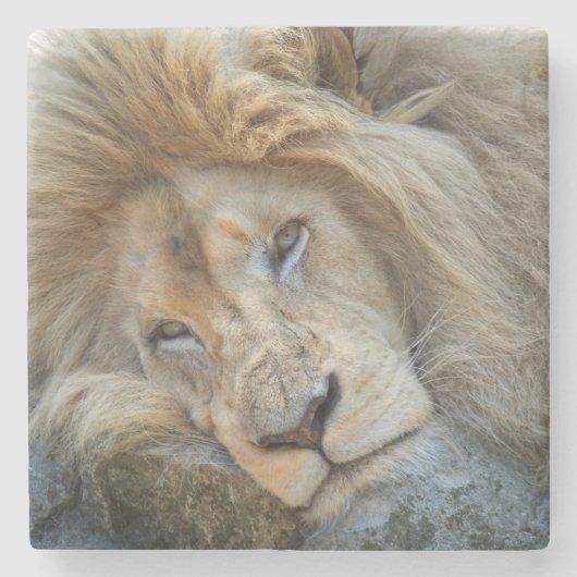 Resting Lion Stenen Onderzetter (Voorkant)
