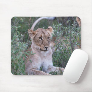 Resting Lioness African Wildlife Portrait Muismat