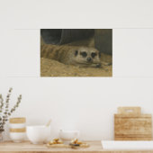 Resting Meerkat – Realistic Wildlife Art Poster (Keuken)