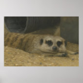 Resting Meerkat – Realistic Wildlife Art Poster (Voorkant)