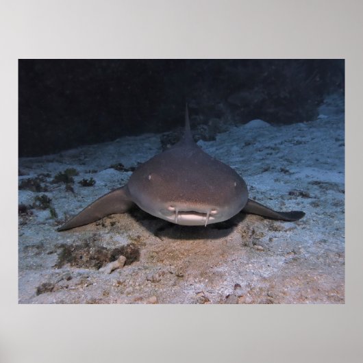 Resting Nurse Shark Poster (Voorkant)