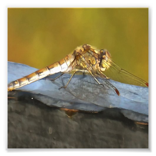 Resting Ochre Brown Dragonfly Realistisch schilder Foto Afdruk (Voorkant)