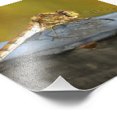 Resting Ochre Brown Dragonfly Realistisch schilder Foto Afdruk (Hoek)