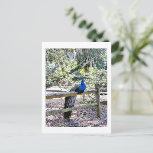 Resting Peacock Briefkaart (Staand voorkant)