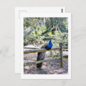 Resting Peacock Briefkaart (Voorkant / Achterkant)