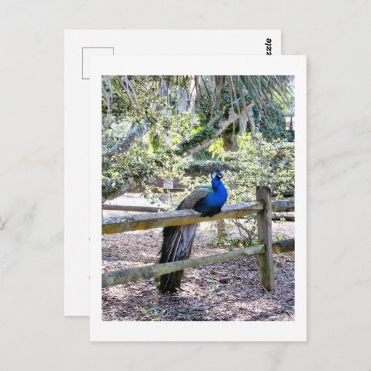 Resting Peacock Briefkaart (Voorkant / Achterkant)