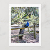 Resting Peacock Briefkaart (Voorkant)