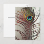 Resting Peacock Feather Briefkaart (Voorkant / Achterkant)