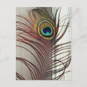 Resting Peacock Feather Briefkaart