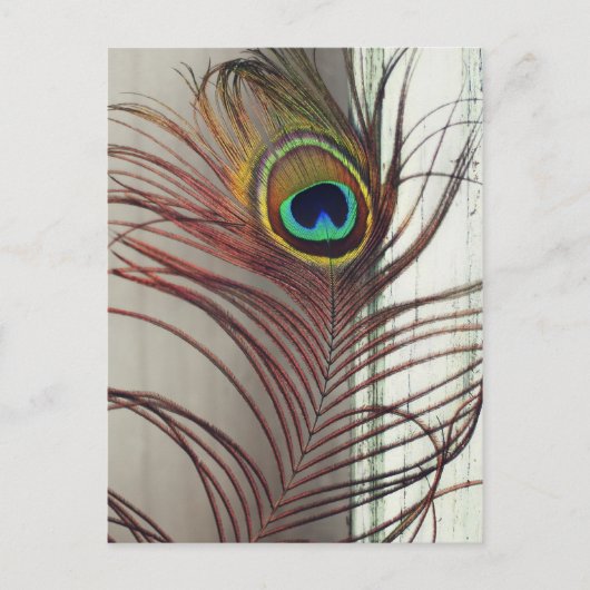 Resting Peacock Feather Briefkaart (Voorkant)