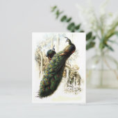 Resting Peacocks Briefkaart (Staand voorkant)