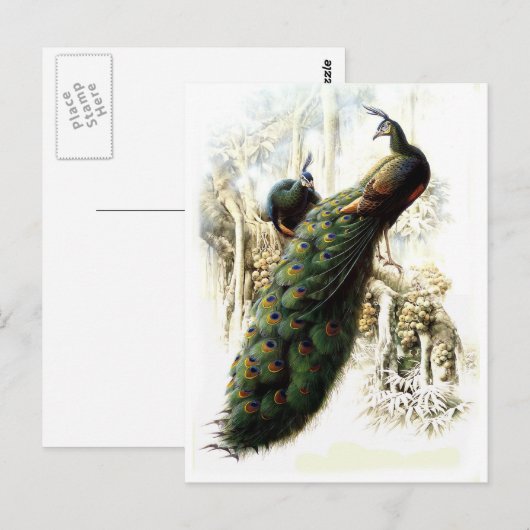 Resting Peacocks Briefkaart (Voorkant / Achterkant)