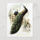 Resting Peacocks Briefkaart (Voorkant)
