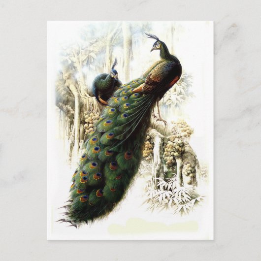 Resting Peacocks Briefkaart (Voorkant)