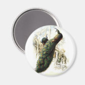 Resting Peacocks Magneet (Voorkant / Achterkant)