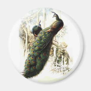 Resting Peacocks Magneet