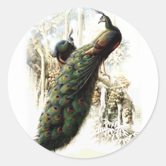 Resting Peacocks Ronde Sticker (Voorkant)