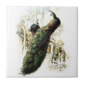 Resting Peacocks Tegeltje (Voorkant)