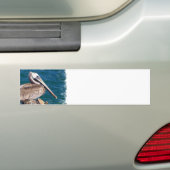 Resting Pelican Bumpersticker (Op auto)