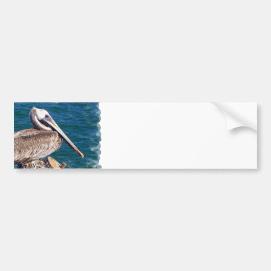 Resting Pelican Bumpersticker (Voorkant)