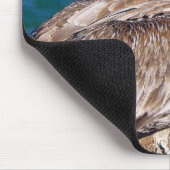 Resting Pelican Muismat (Hoek)