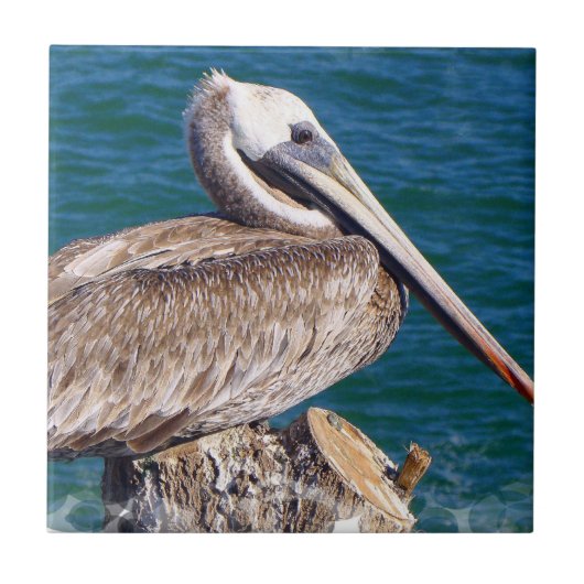 Resting Pelican Tile Tegeltje (Voorkant)