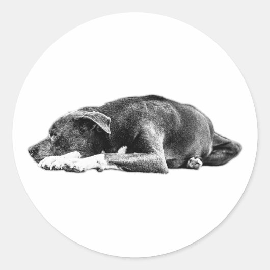 Resting Pitbull Mix Zwart-wit Art Sticker (Voorkant)