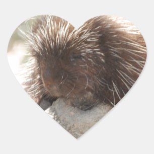 Resting Porcupine Hart Sticker