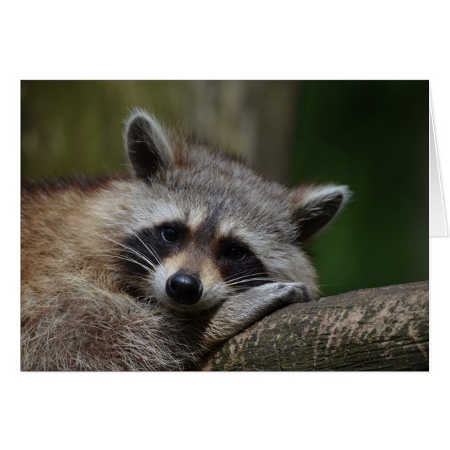 Resting Raccoon (Voorkant Horizontaal)