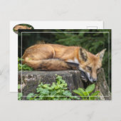 Resting Red Fox Briefkaart (Voorkant / Achterkant)
