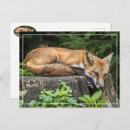Resting Red Fox Briefkaart (Voorkant / Achterkant)