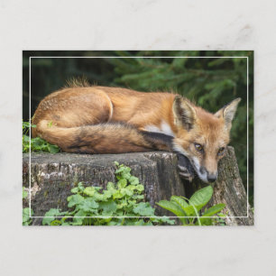 Resting Red Fox Briefkaart