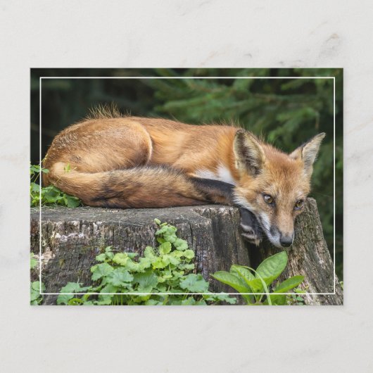 Resting Red Fox Briefkaart (Voorkant)