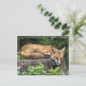 Resting Red Fox Briefkaart (Staand voorkant)