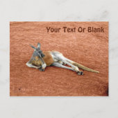 Resting Red Kangaroo Buck Briefkaart (Voorkant)