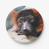 Resting Red Ruffed Lemur Papieren Bordje (Voorkant)