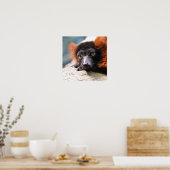 Resting Red Ruffed Lemur Poster (Keuken)