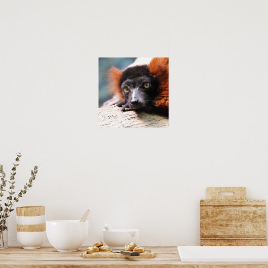Resting Red Ruffed Lemur Poster (Keuken)