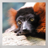 Resting Red Ruffed Lemur Poster (Voorkant)