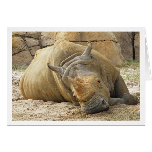 Resting Rhino (Voorkant Horizontaal)