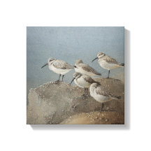 Resting Sanderlings #2 Schilderij van Ezartesa