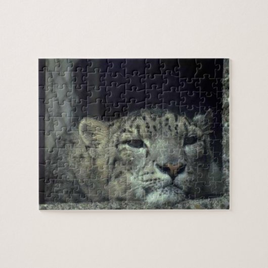 Resting Snow Leopard Legpuzzel (Horizontaal)