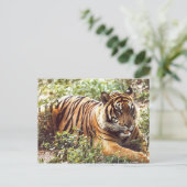 Resting Sumatran Tiger Briefkaart (Staand voorkant)