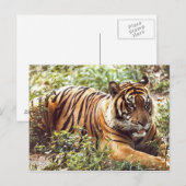 Resting Sumatran Tiger Briefkaart (Voorkant / Achterkant)