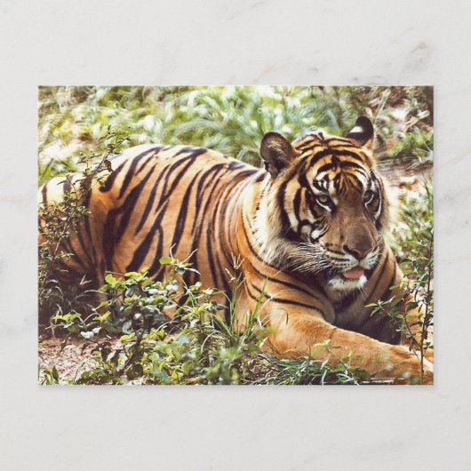 Resting Sumatran Tiger Briefkaart (Voorkant)