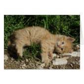 Resting Tabby Baby (Voorkant Horizontaal)